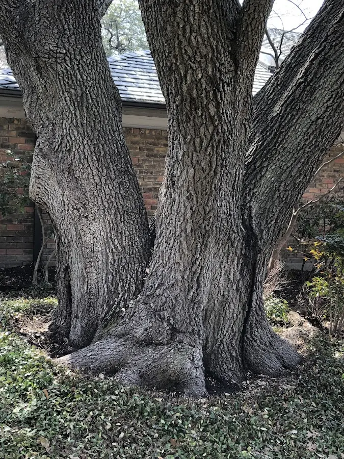 Mature heritage tree close to a Summitville property cared for by certified arborists